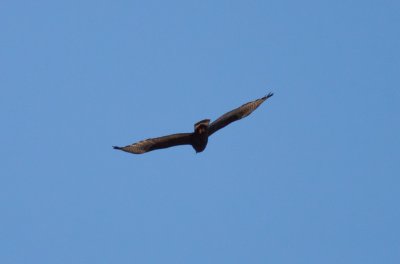 Zone-tailed Hawk