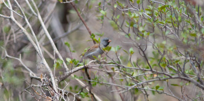 Black-chinned Sparrow