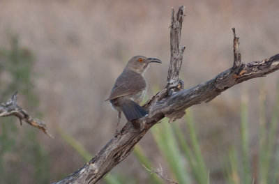 Curve-billed Thrasher