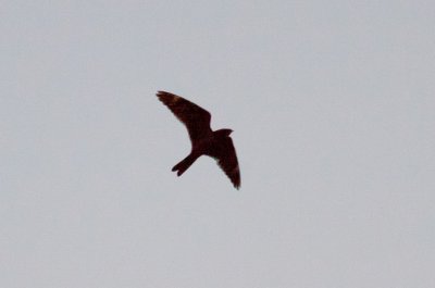 Lesser Nighthawk