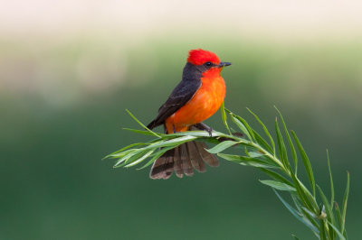 Vermilion Flycatcher