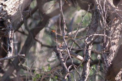 Green-tailed Towhee