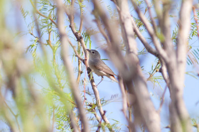 Lucy's Warbler