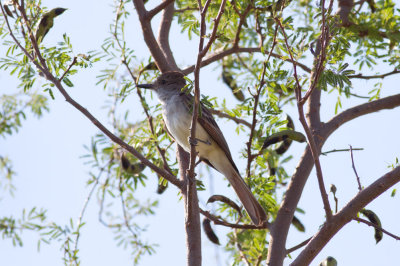 Ash-throated Flycatcher