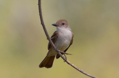 Ash-throated Flycatcher