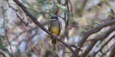 Cassin's Kingbird