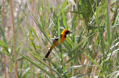 Hooded Oriole