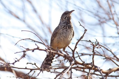 Cactus Wren