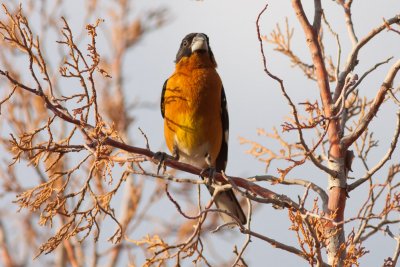 Black-headed Grosbeak