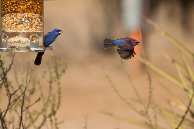 Blue Grosbeak & Varied Bunting