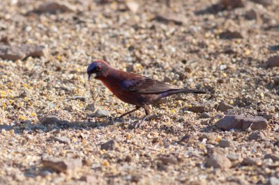 Varied Bunting