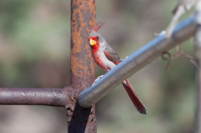 Pyrrhuloxia