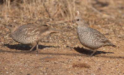 Scaled Quail