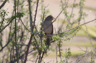 Varied Bunting