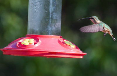 Lucifer Hummingbird