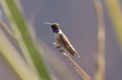 Black-chinned Hummingbird