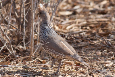 Scaled Quail