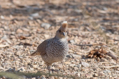 Scaled Quail