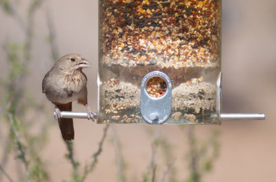 Canyon Towhee