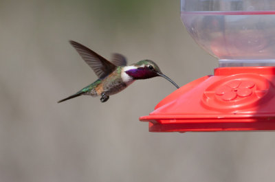 Lucifer Hummingbird