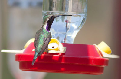 Lucifer Hummingbird