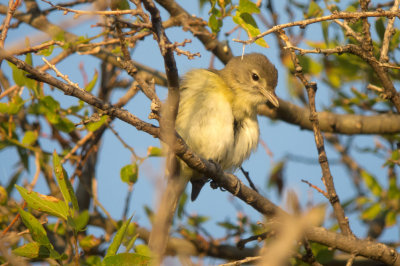 Bell's Vireo