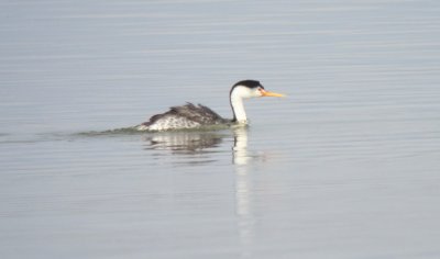 Clark's Grebe