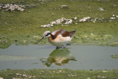 Wilson's Phalarope