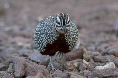 Montezuma Quail