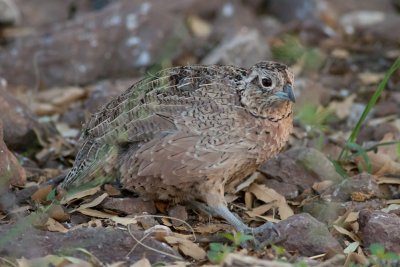 Montezuma Quail