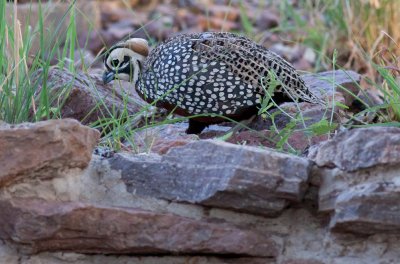 Montezuma Quail