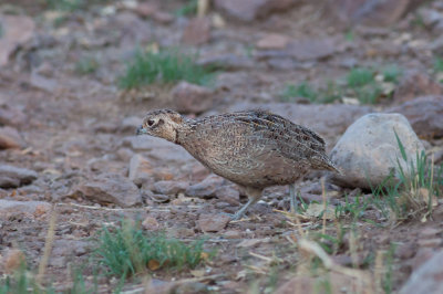 Montezuma Quail