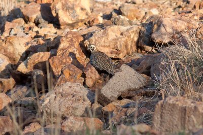 Montezuma Quail