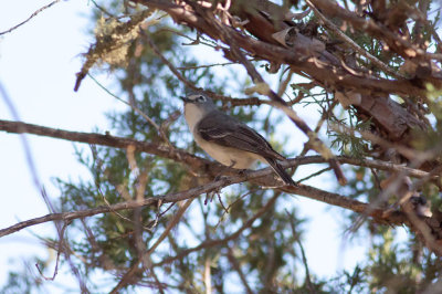 Plumbeous Vireo