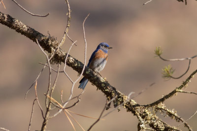 Western Bluebird