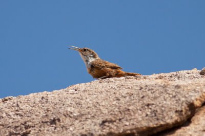 Canyon Wren