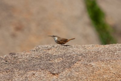 Canyon Wren