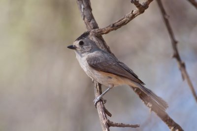 Black-crested Titmouse