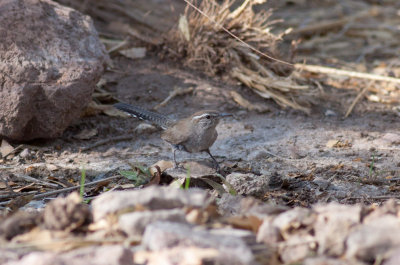 Bewicks Wren