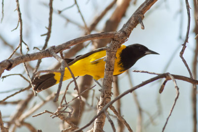 Scott's Oriole