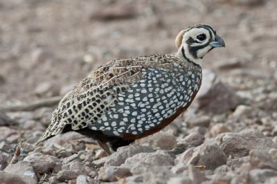 Montezuma Quail