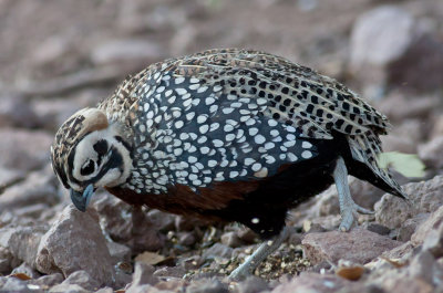 Montezuma Quail