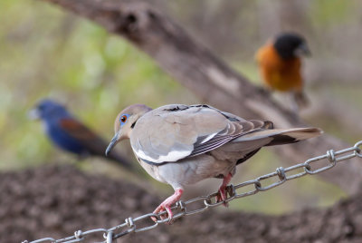 White-winged Dove