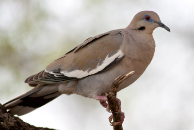 White-winged Dove