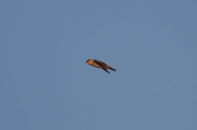 Cave Swallow