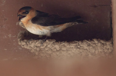 Cave Swallow