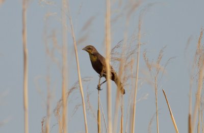 Yellow-headed Blackbird