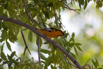 Bullock's Oriole