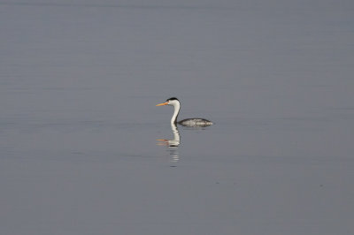 Clark's Grebe