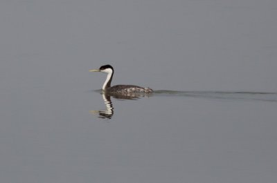 Western Grebe